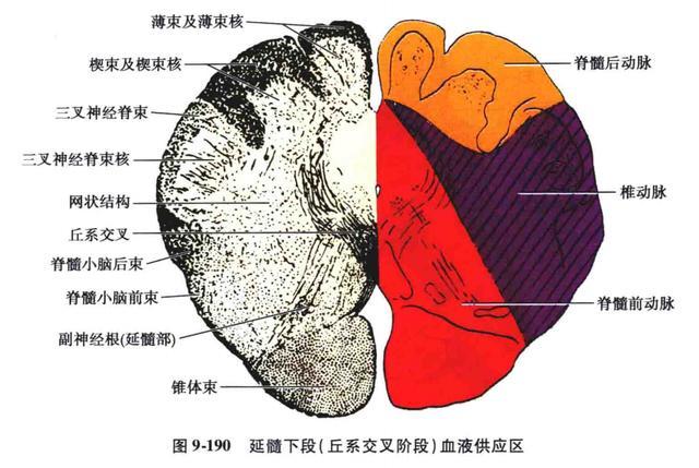 临床&解剖:延髓的血液供应及病变时的临床表现
