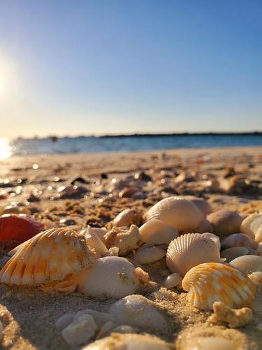 海边的贝壳很赞