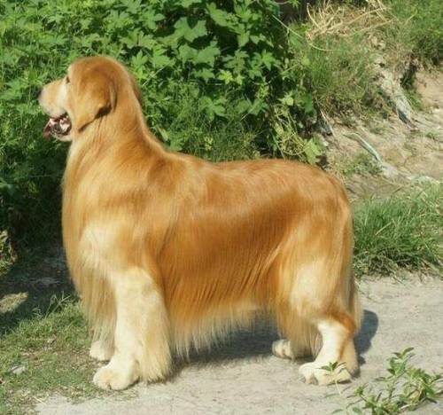 3个月金毛,血统陆地冠军新大帝的孙子