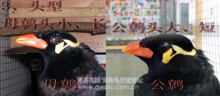 鹩哥雏鸟怎么看公母有没有明显的图片对比呀