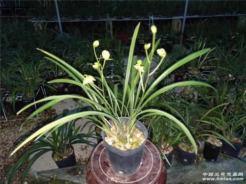 建兰 岭南奇蝶带两花