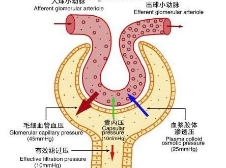 尿的生成有赖于肾小球的滤过作用和肾小管,集合管的重吸收和分泌作用.