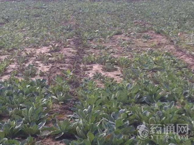 河南武陟怀牛膝怀生地临近产新