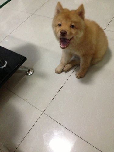 求问这是什么串狗,领养的时候说是母金毛和公松狮,舌头是淡紫色.