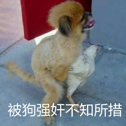 被狗强奸不知所措 - 鸡年,当然少不了鸡的表情包_鸡年_怼人表情表情