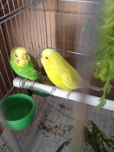 虎皮鹦鹉求年龄和能不能生蛋,才在一起3天