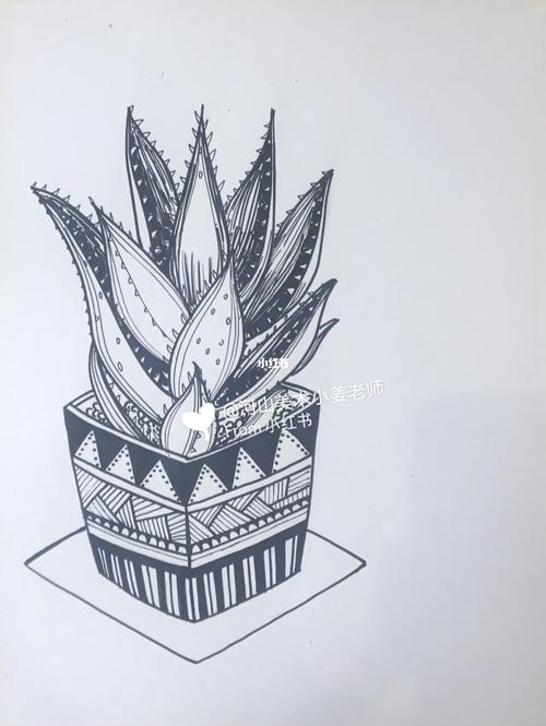 植物写生《芦荟》_写生_芦荟_线描_天津攻略_植物_兴趣爱好_绘画