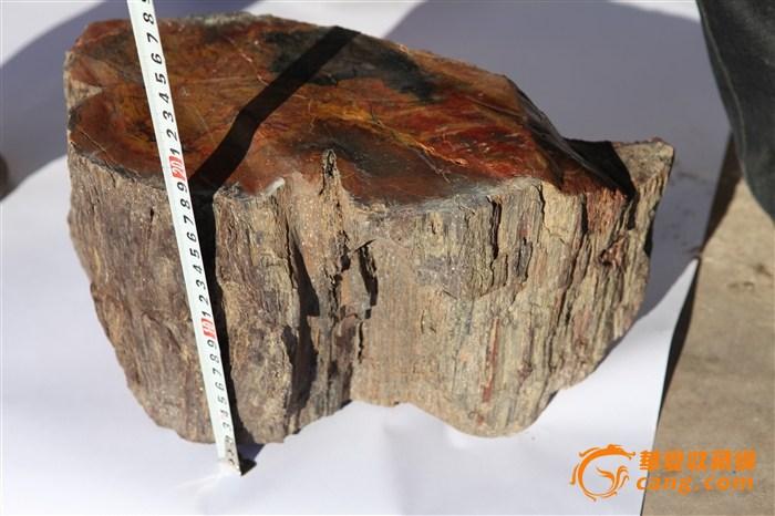 玛瑙质 硅化木 木化石 原石 观赏石 收藏