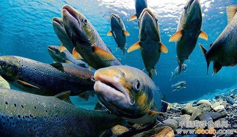 鲑鱼定位能力完胜gps