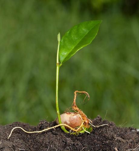等菠萝蜜种子发芽以后,移栽到土壤中即可.