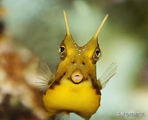 长脚牛鱼是十大超怪异海洋生物之一 游动的时候像是气垫船 它的皮肤