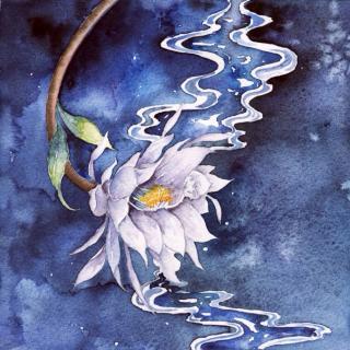 为什么昙花只能开一会儿