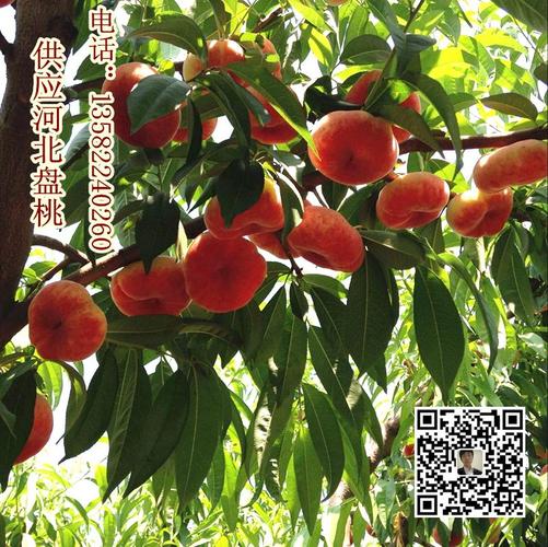 河北保定哪里蟠桃多 满城区价格合理