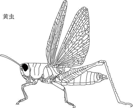 蝗虫