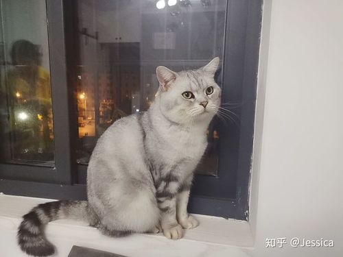 银虎斑,越来越像银渐层