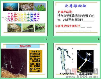八年级上册生物无脊椎动物手抄报 四年级上册手抄报