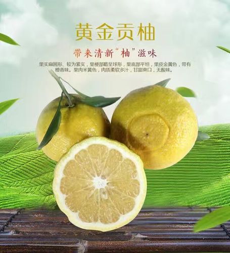 湖南怀化特产富硒黄金贡柚冰糖柚纯甜柚子精品大果连箱10斤包邮