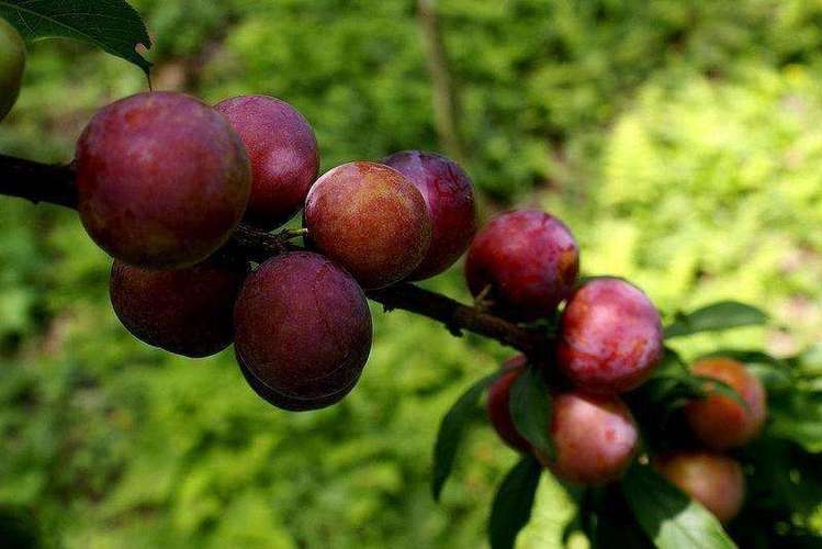 匠子生活 生活 > 正文红叶李是一种观赏树,又名紫叶李,它的果实比一般