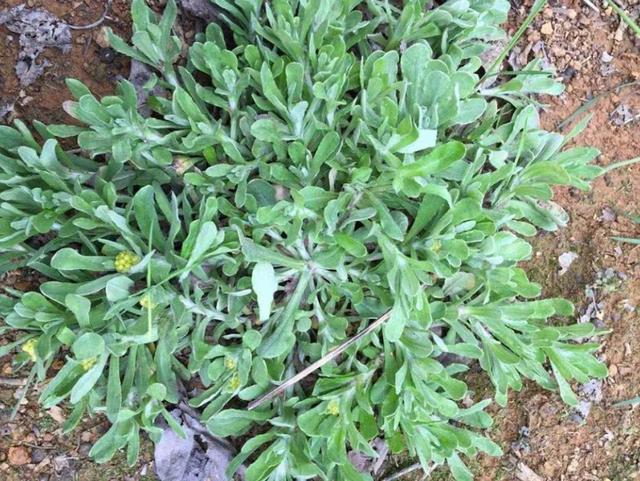 农村的田间地头上最常见又能吃的七种野菜,你认识几种?