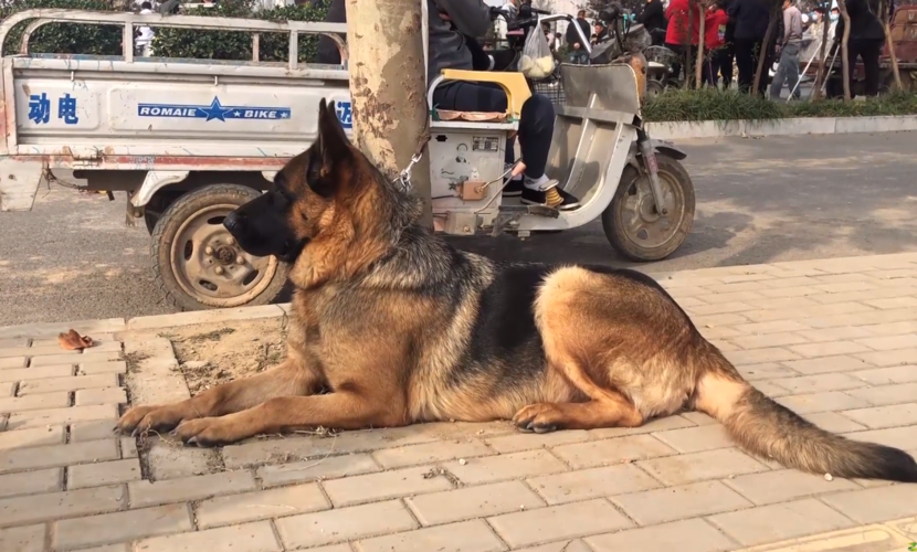 原创大妈要价1000,纯种怀孕德牧狗市等买家,网友:大妈豪横,这狗一万都