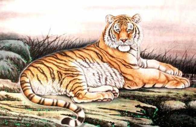 农村文化 属相文化 > 正文 属虎的年份为2010年,1998年,1986年,1974年