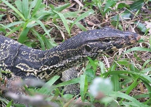 极罕见大蜥蜴!五爪金龙现身云南龙陵,见到人慌张逃跑