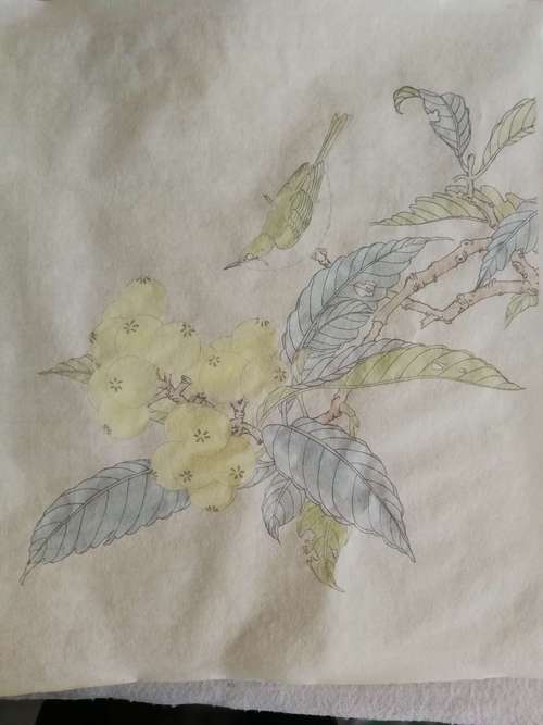 枇杷和绣眼的上色步骤