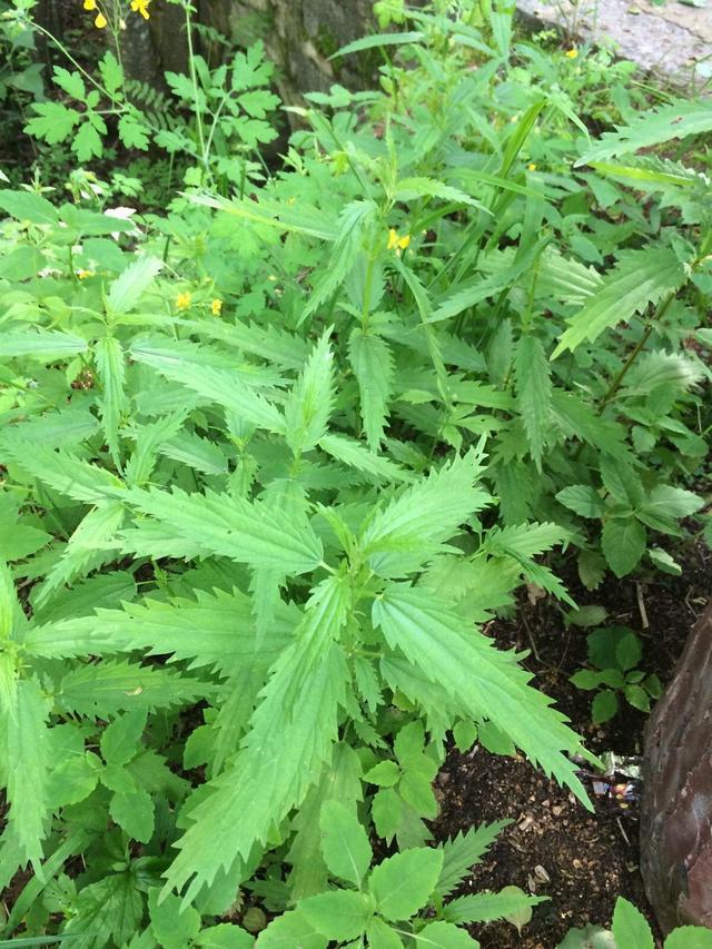 15种生长在你脚边的中草药,你天天踩,却不知道它有奇效