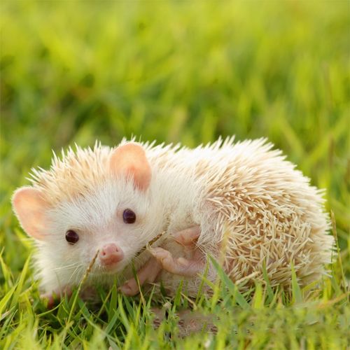 特价小刺猬宠物活体_纯种非洲迷你刺猬幼崽活体刺猬活物幼崽小型宠物