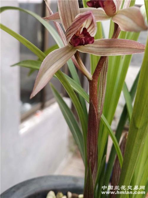 九龙红素花开-春剑篇-中国兰花交易网社区