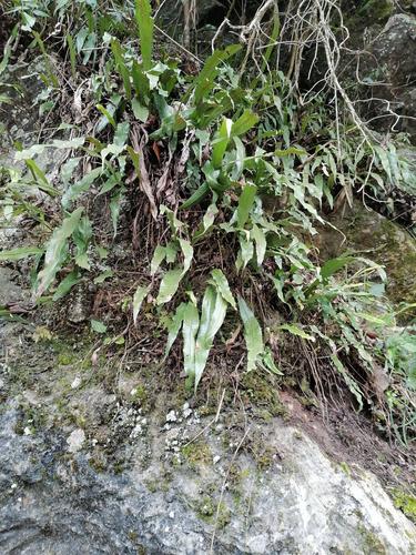 其它全草类 光石韦 毛石韦