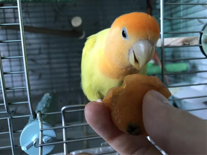 牡丹鹦鹉在孵化期,比较消化体能和精力,饲主要注意给鹦鹉加强营养.