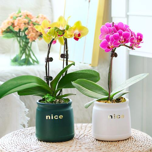 蝴蝶兰花室内客厅花卉植物四季好养开花绿植兰花鲜花真花盆景盆栽
