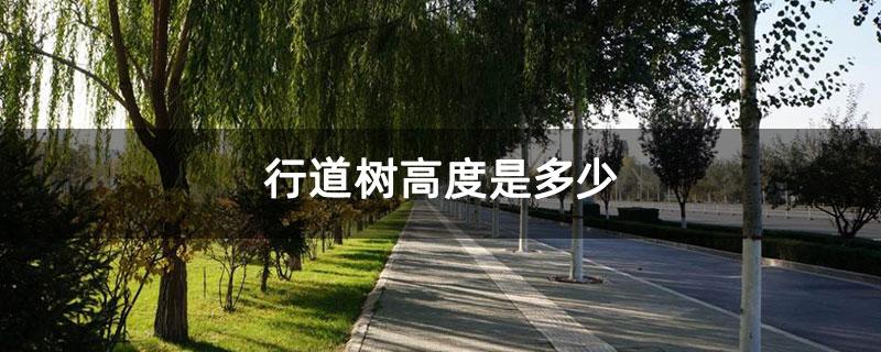 行道树分枝点高度是多少-行业新闻-中国花木网