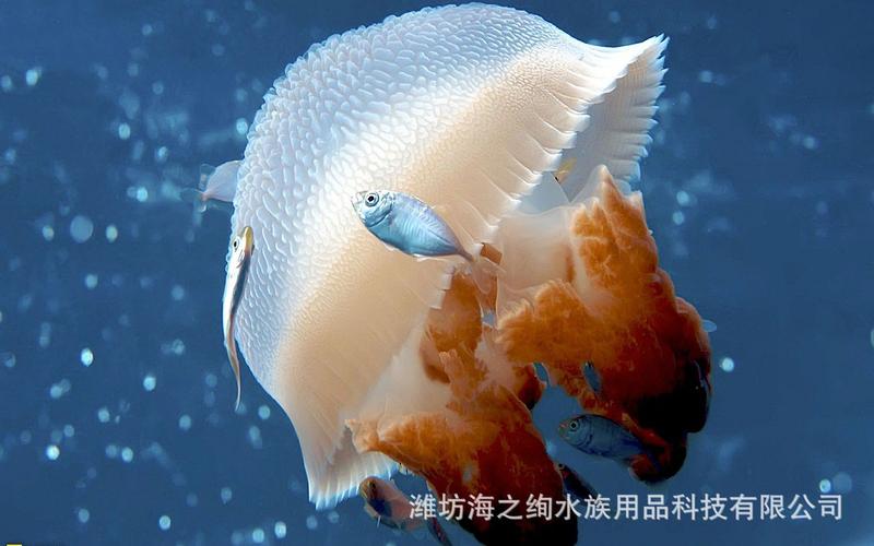 水母鱼