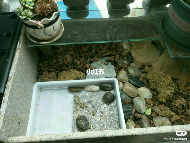 懒人的龟窝_宠物_宠物_宠物其他