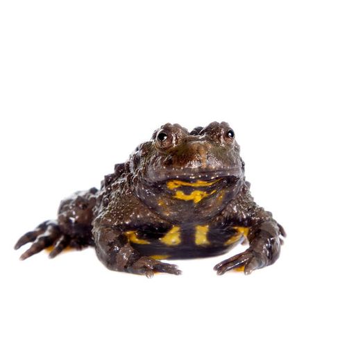 湖北,蟾蜍,白色背景
