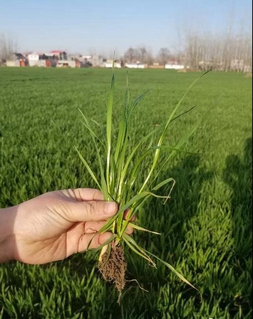 什么是多花黑麦草都有哪些用途如何防治病虫害