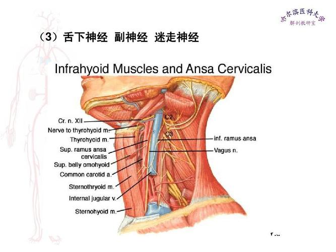 (3)舌下神经 副神经 迷走神经