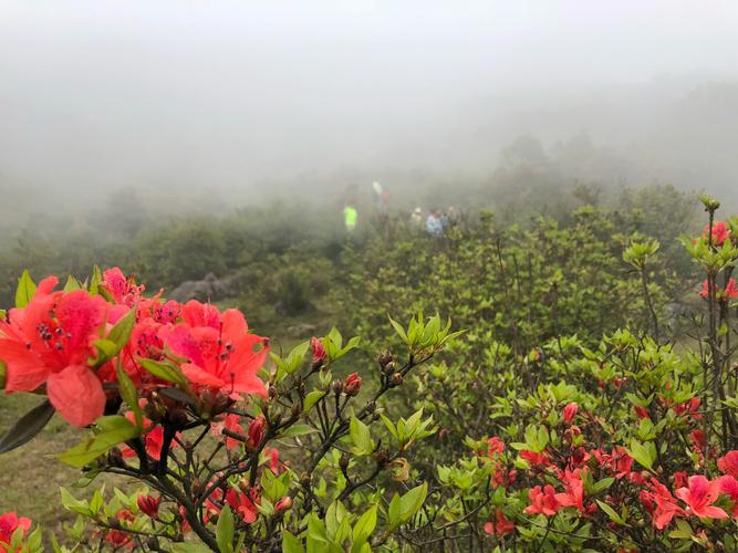 天露山杜鹃花海