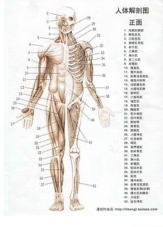 人体结构图男