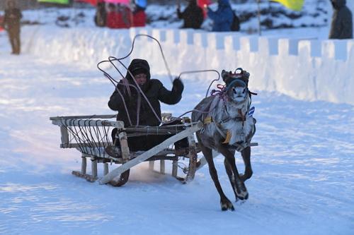 驯鹿拉雪橇比赛.
