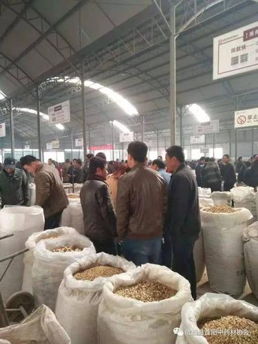 走进千年药乡:甘肃陇西首阳中药材市场