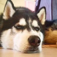 超萌小二哈图片 呆萌可爱小二哈图片_微信头像图片大全