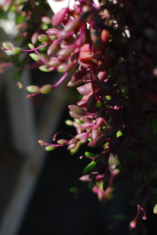 又到多肉季紫玄月