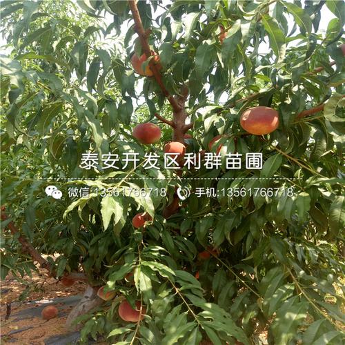 更多信息大红桃苗基地价钱山东早熟桃苗价格多少中油21号油桃树苗批发
