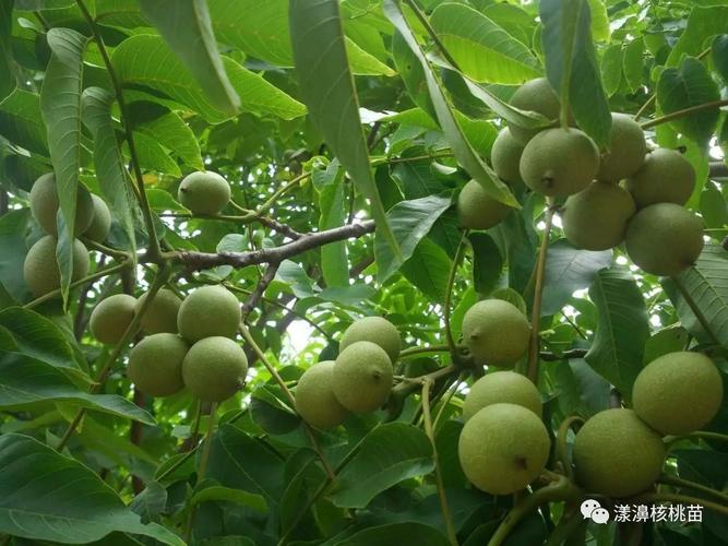 核桃对土壤的适应性比较广泛,但因其为深根性果树,且抗旱力较