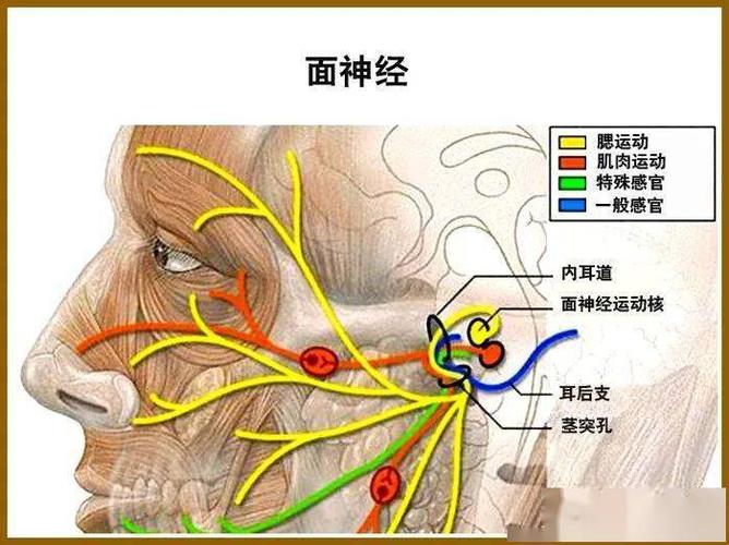 颜面整形要熟知面神经及其分支
