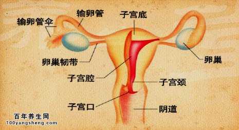 子宫的构造