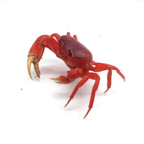 草莓短腕灰白宠物寄居蟹活体宠物螃蟹观赏蟹淡水陆地蟹清洁相手蟹